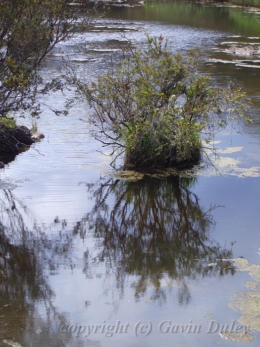 Reflections, river, Dangar Falls IMGP0771.JPG